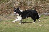 BORDER COLLIE 841